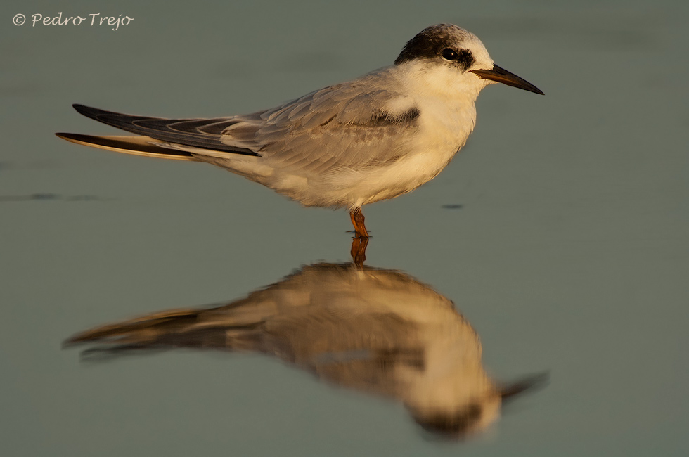 Charrancito (Sterna albifrons)